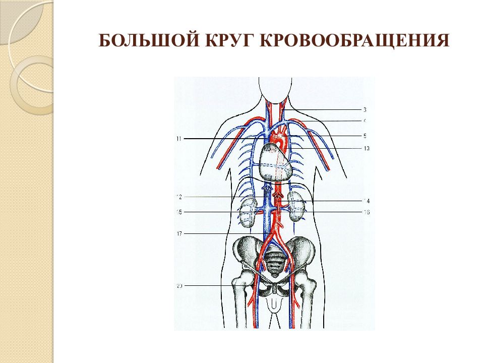 Ангиология