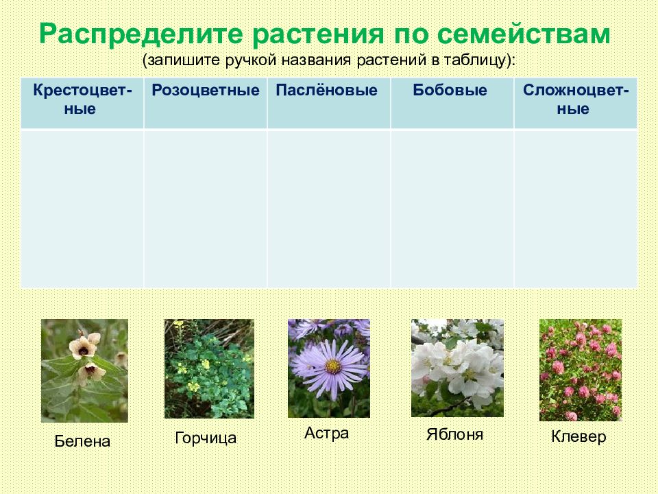 Отдел покрытосеменные растения 7 класс