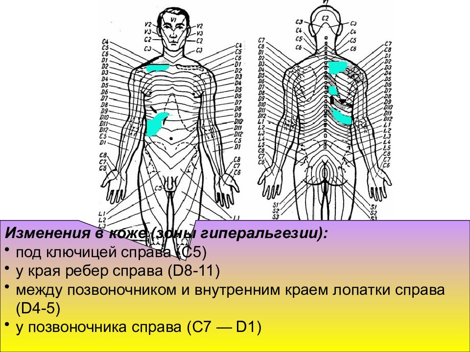 Справа 4. Сегментарно. Общие, сегментарно–рефлекторные методики. Сегментарный массаж презентация. Какие органы находятся под ключицей.