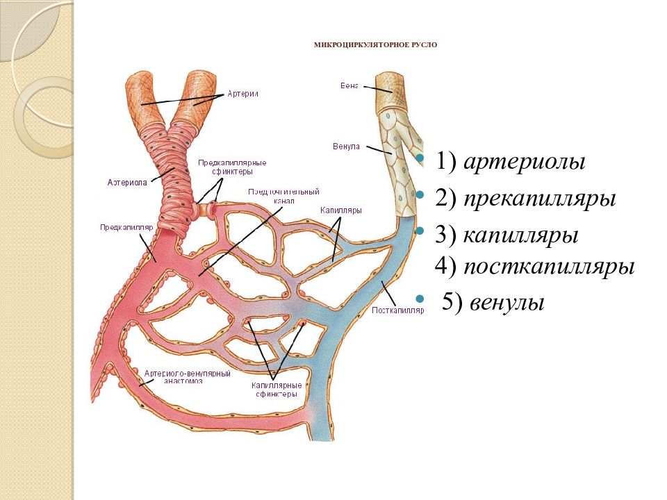 Чем отличаются артерии. Сосуды микроциркуляторного русла гистология. Строение микроциркуляторного русла гистология. Микроциркуляторное русло гистология препарат. Сосуды микроциркуляторного русла препарат.