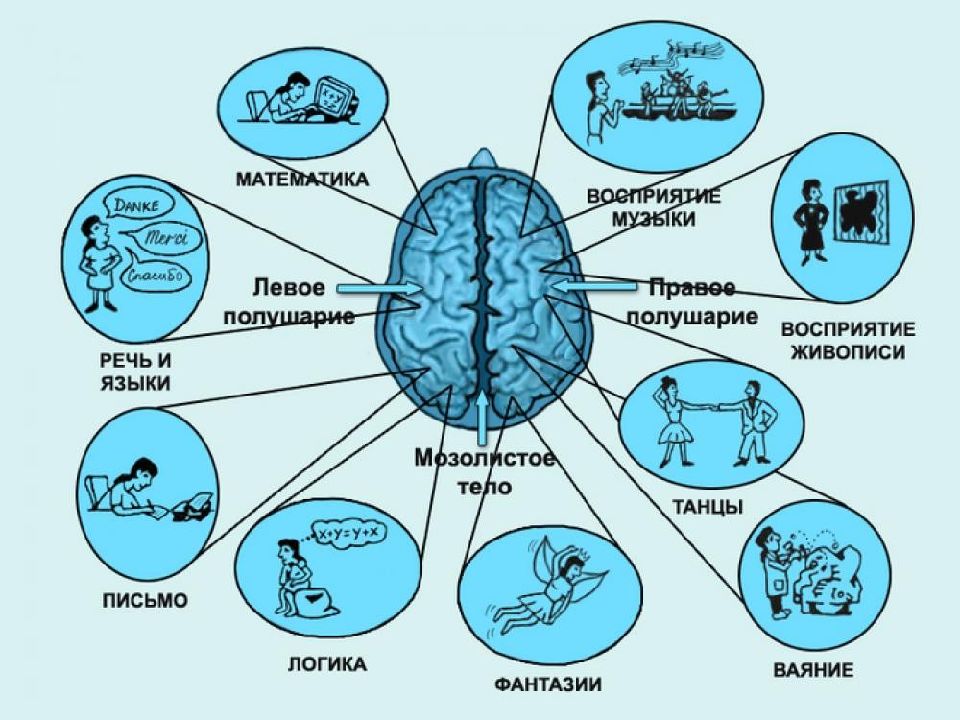 Правое и левое полушарие мозга презентация