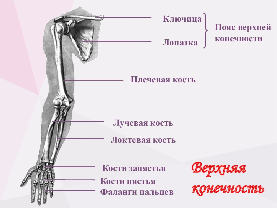 Строение руки человека с названиями в картинках кости