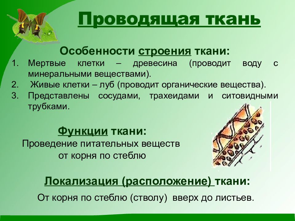 Механические и проводящие ткани растений 5 класс сухорукова презентация