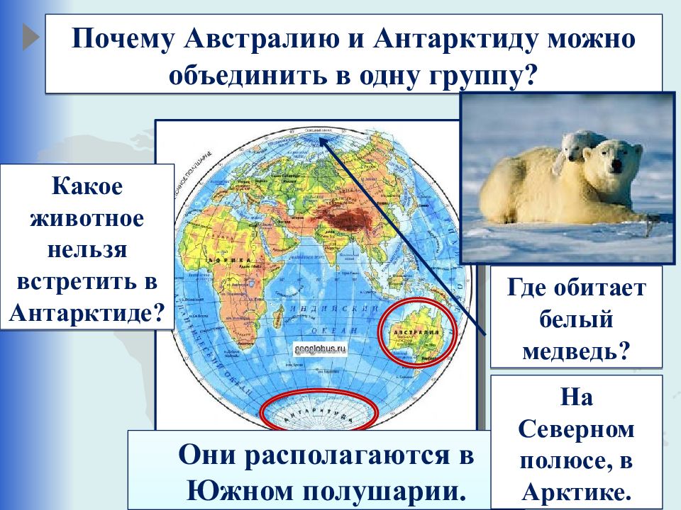 Где обитают на каких материках. Где обитает белый медведь на каком материке. Где обитает белый медведь. Белый медведь материк обитания. Белый медведь обитает на материке.