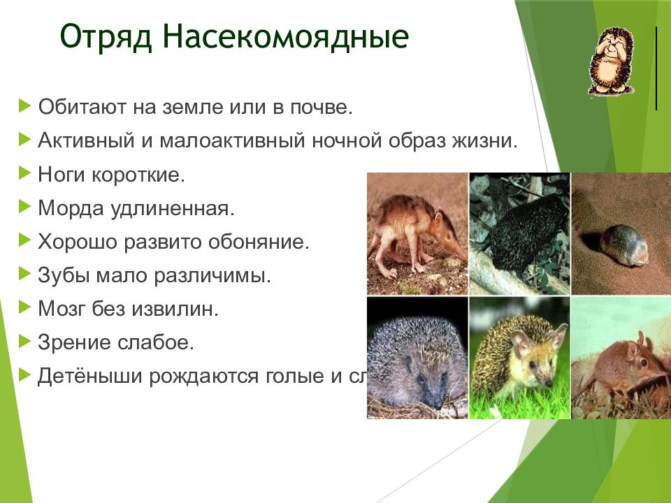 Млекопитающие 8 класс биология кратко