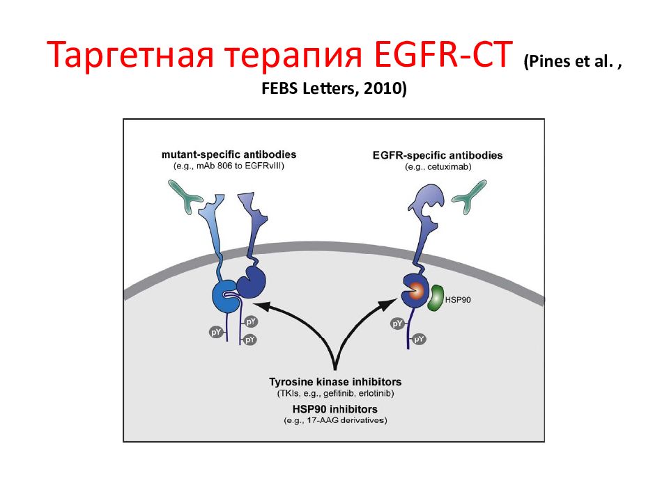 Что такое таргетная терапия в онкологии