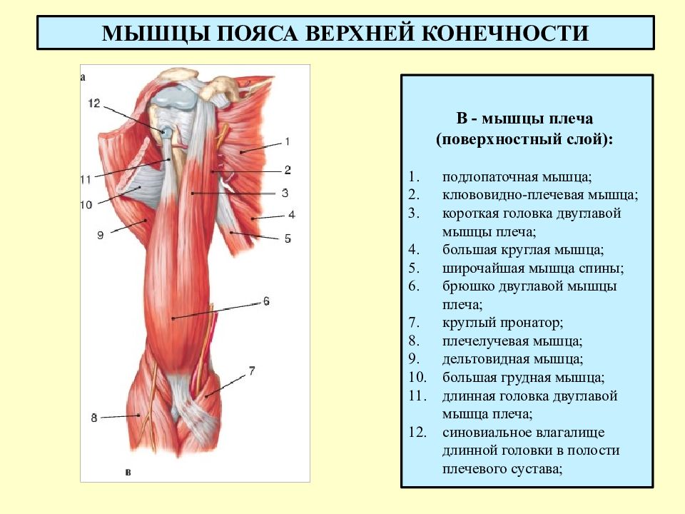 Мышцы плеча и предплечья рисунок с подписями