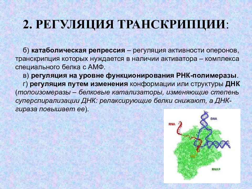 Ментальная карта суть процесса регуляции транскрипции