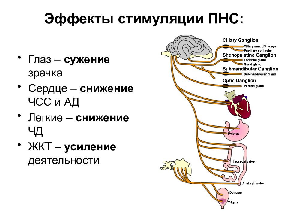 Задачи нейрофизиологии. Периферическая нервная система рецепторы. Периферическая нервная система грудного возраста. Опухоли периферической нервной системы. Автономная нервная система нейрофизиология.