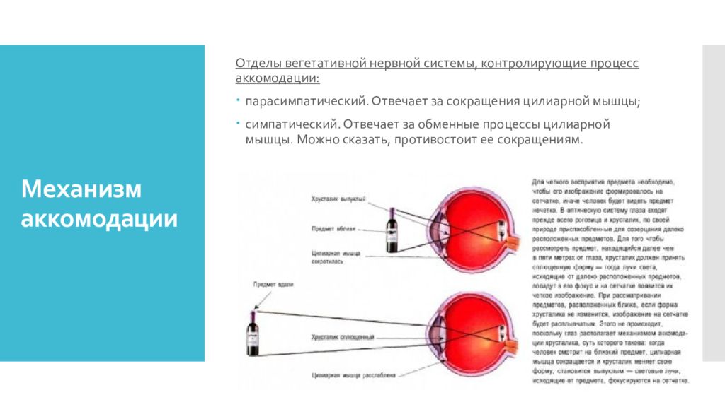 Капли для снятия аккомодации. Механизм аккомодации глаза. Тренировка аккомодации. Очки с поддержкой аккомодации. Нарушение аккомодации.