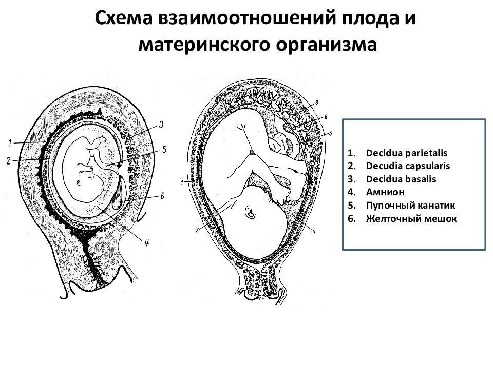 Плацента пуповина оболочки. Строение зародыша хорион амнион. Хорион схема. Желточный мешок эмбриология. Амнион плацента зародыш схема.