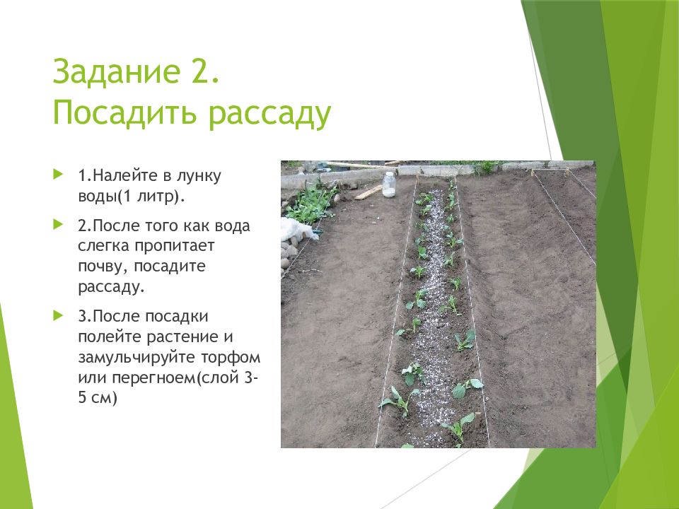 На каком расстоянии сажать капусту. Схема посадки капусты белокочанной. Схема высадки рассады капусты в открытый грунт. Схема посадки рассады капусты белокочанной в открытом грунте. Схема посадки капусты белокочанной на грядку.