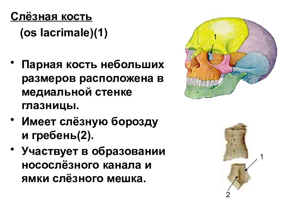 Парная кость. Слёзная кость (os lacrimale). Кости черепа слезная кость. Слезная кость анатомия строение. Слезные кости черепа анатомия.