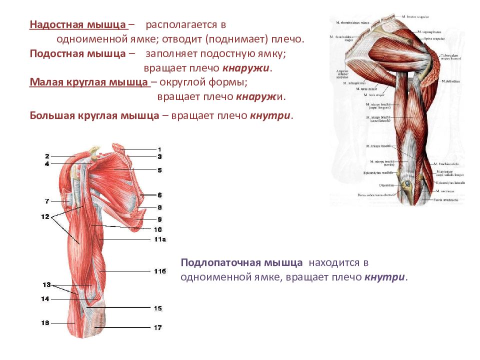 Малая круглая мышца картинка