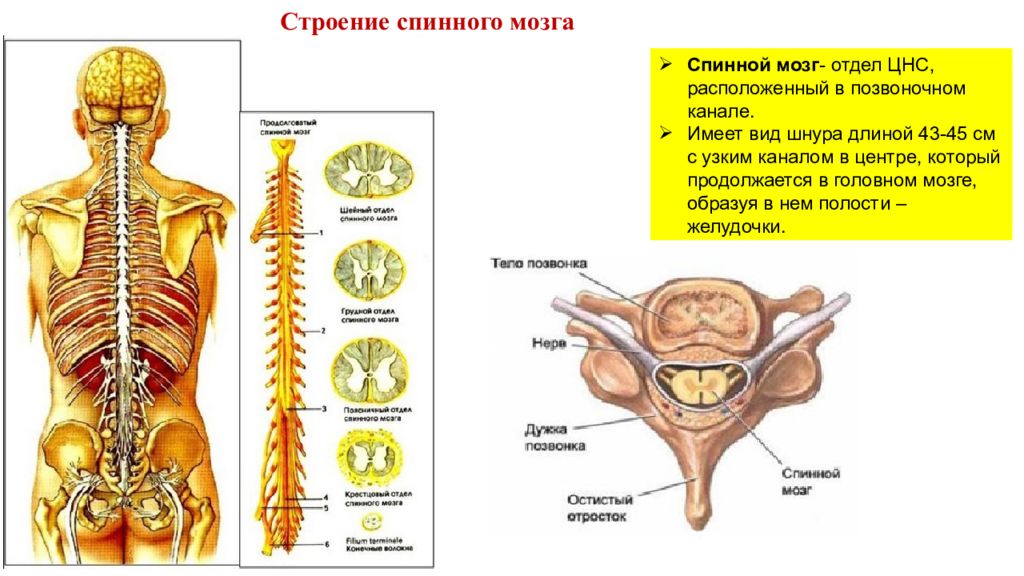 Центральный нервный канал. Спинной мозг в позвоночном канале вид. Спинной мозг расположен в позвоночном канале. Строение спинного мозга анатомия. Спинной мозг в позвоночном канале ЦНС.