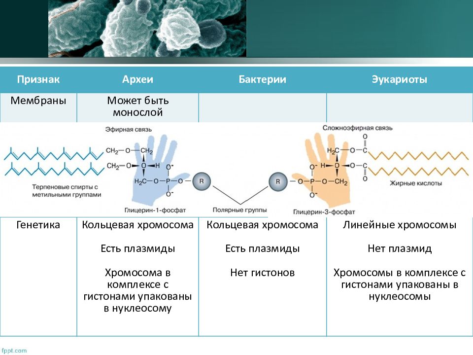 Состав мембраны эукариот