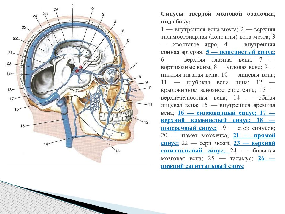 Синусы мозга схема. Вены головного мозга синусы твердой мозговой оболочки. Синусы твердой мозговой оболочки схема. Поперечный синус твердой мозговой оболочки. Затылочный синус твердой мозговой.