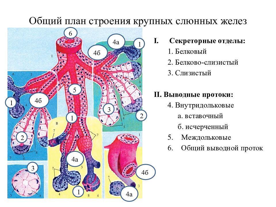 Строение крупно. Общая схема строения слюнных желез. Слюнные железы схема строения гистология. Общий план строения крупных слюнных желез гистология. Строение слюнных желез гистология план.