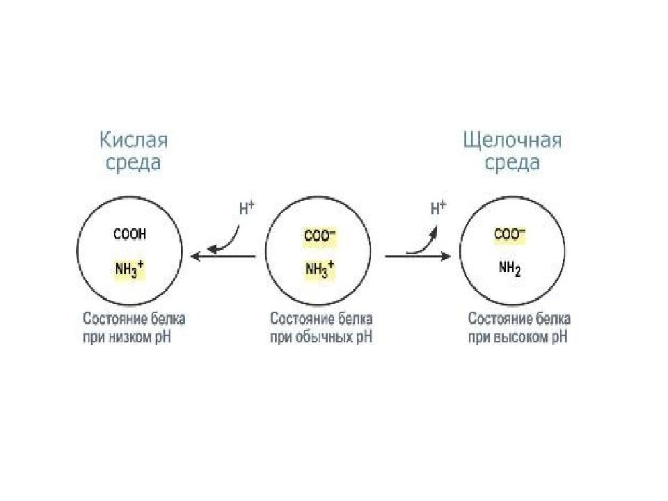 Кислая среда кожи. Кислая среда мочи у ребенка. Кислая среда исключение. Кислая среда в земле. Кислотная среда формула.