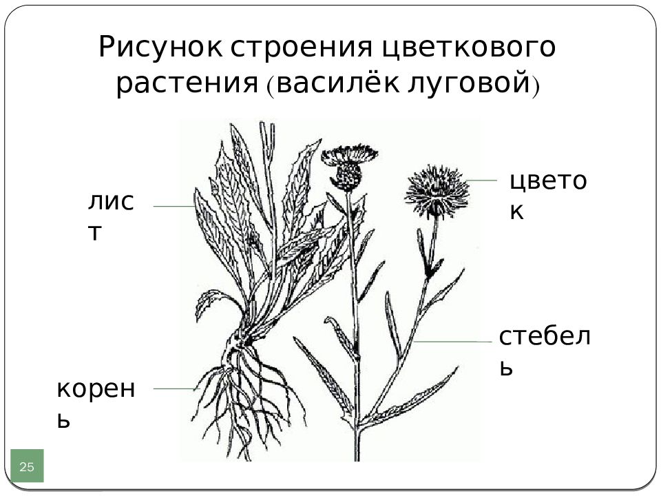 Василек луговой рисунок