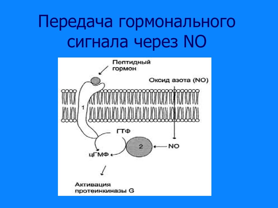Передачи гормональных сигналов. Передача сигнала через мембранные рецепторы. Передача гормональных сигналов через мембранные рецепторы. Передача гормонального сигнала через мембрану. Мембранный механизм передачи гормональных сигналов.