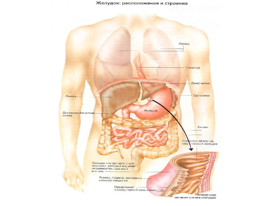 Где расположен желудок у человека рисунок