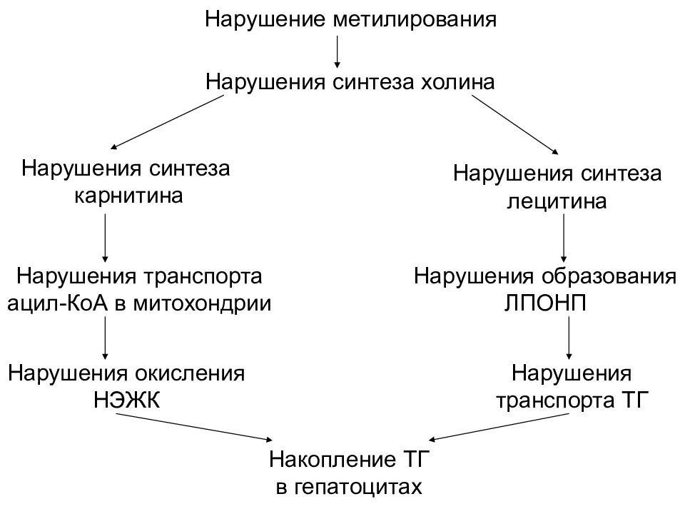 Нарушение синтеза. Синтез Холина. Патология синтеза липидов. Синтез липидов происходит в. Синтез липидов в митохондриях.