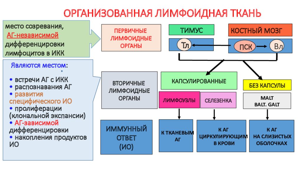 Первичные органы