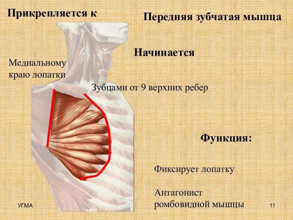 Передняя зубчатая мышца. Зубчатые мышцы. Зубчатая мышца функции. Зубчатая передняя зубчатая мышца. Функции передней зубчатой мышцы.