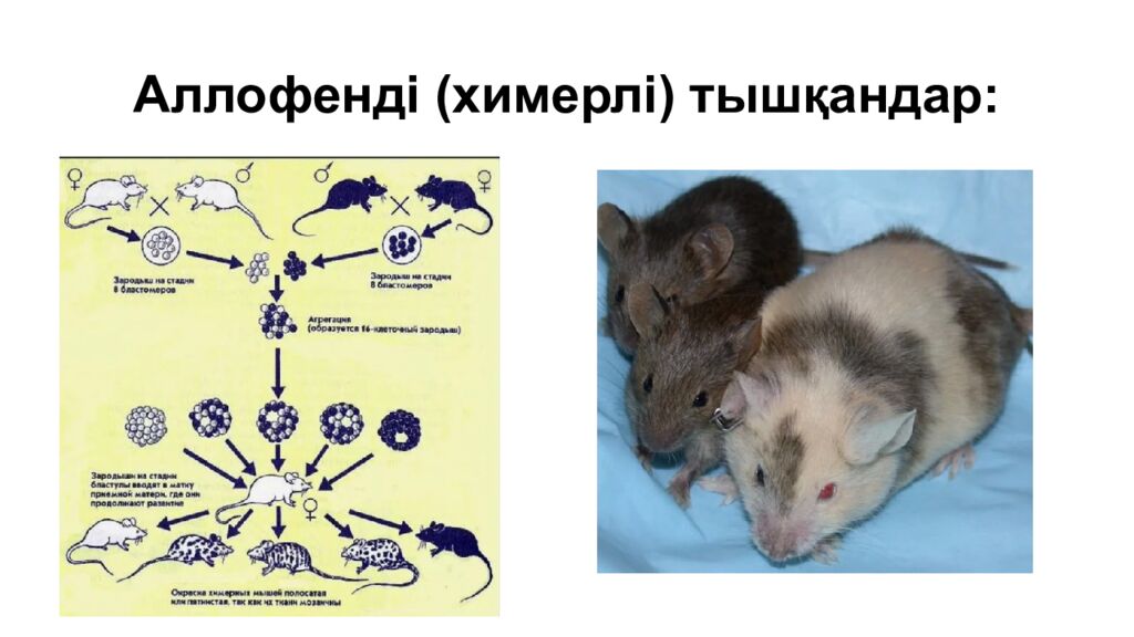Аллофенді ( химерлі ) тышқандар :