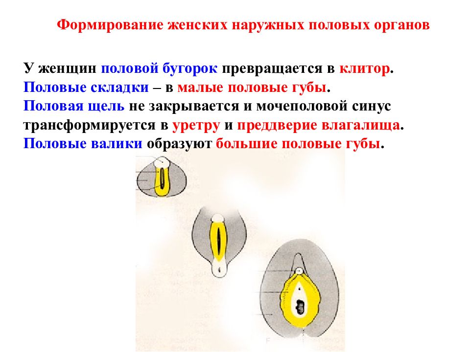 Женский половый орган. Наружных половых органов. Наружные женские половые. Женский наружный половой орган. Развитие наружных женских органов.