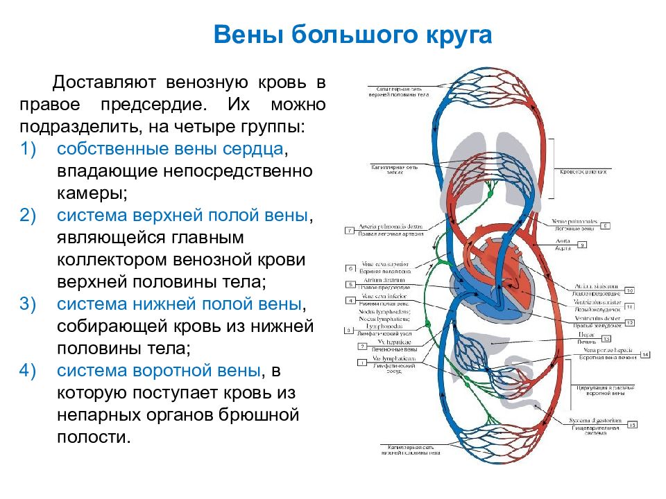 Вена человека рисунок в разрезе