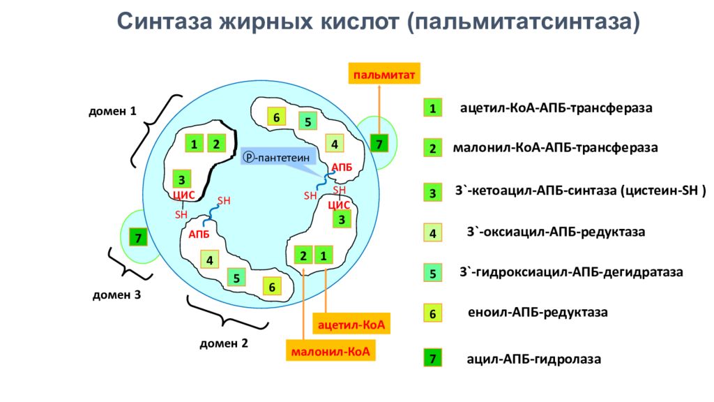 Комплекс синтез. Строение ферментного комплекса синтазы жирных кислот. Мультиферментный комплекс синтеза жирных кислот. Строение синтазы жирных кислот. Синтазы жирных кислот схема.