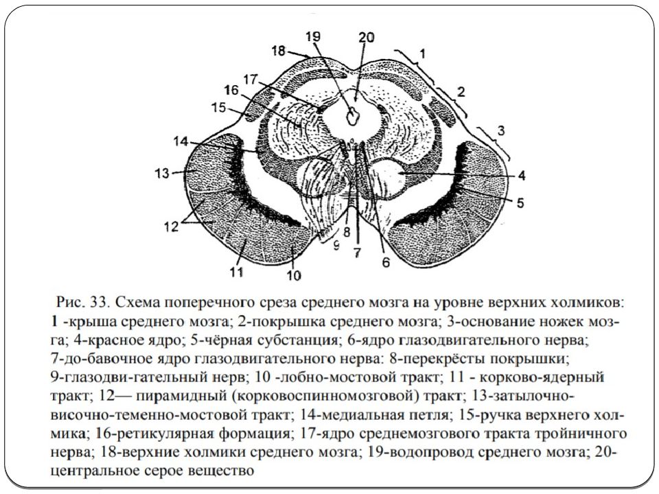 Наружное строение среднего мозга анатомия. Средний мозг. Диаграмма головного мозга. Средний мозг крыша. Средний мозг.