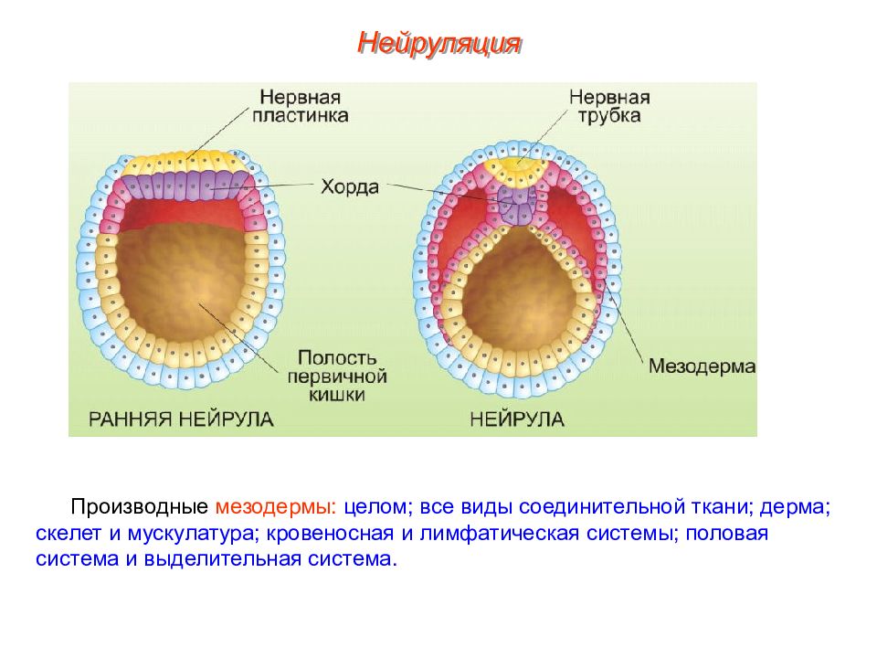 Мезодерма какая система. Нейруляция образование нервной трубки. Нейруляция эмбриогенеза. Гаструляция нейруляция онтогенез. Образование мезодермы нейруляция.