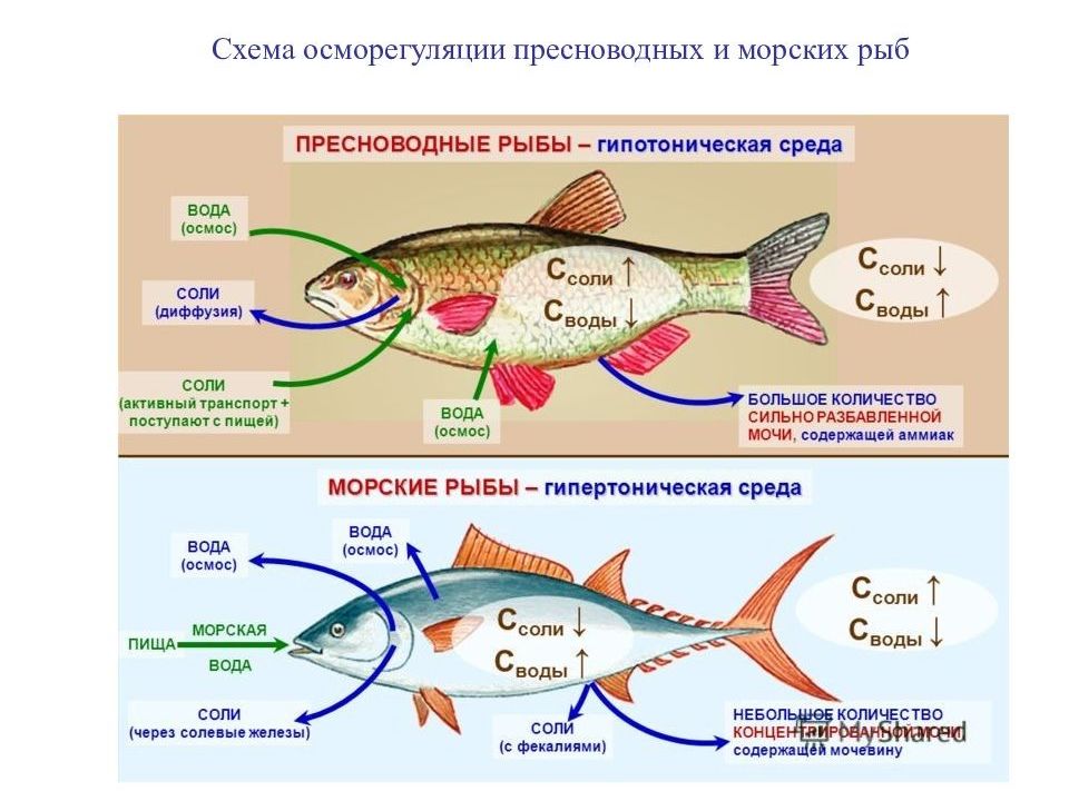 Моча рыбы. Рыбы водно-солевой баланс. Водно-солевой обмен у морских хрящевых рыб. Осмотическая регуляция у рыб. Схема солевого обмена у рыб.