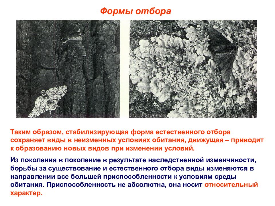 Стабилизирующая форма естественного. Формы естественного отбора по Дарвину и СТЭ. Стабилизирующая форма отбора приводит к. Пример действия стабилизирующей формы естественного отбора. Ведет к образованию новых видов форма отбора.