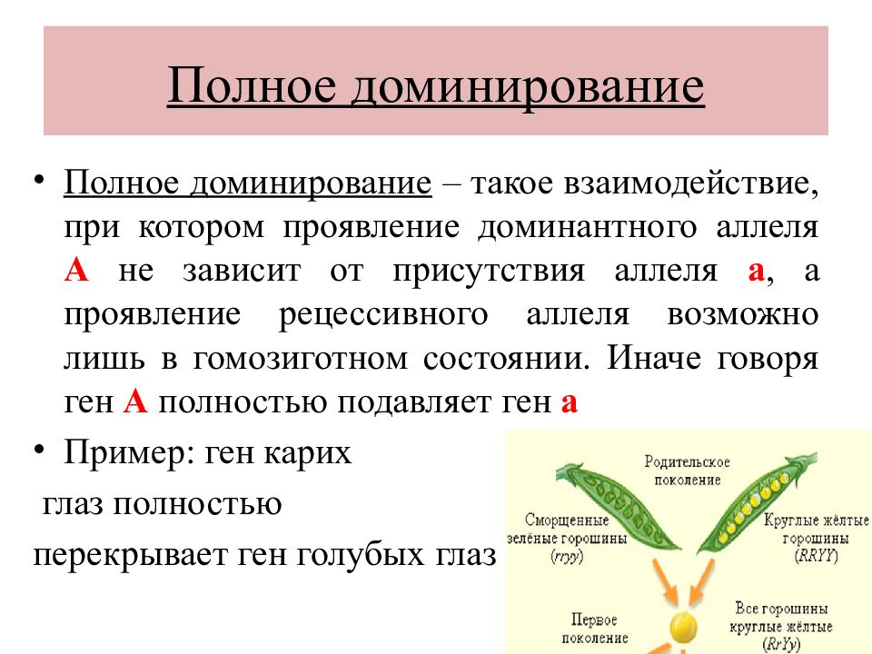 Презентация основы генетики 10 класс