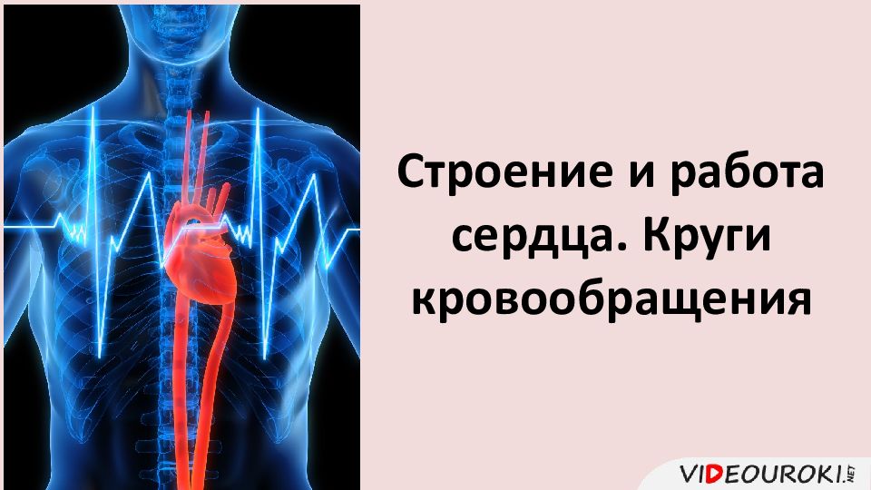 Строение и работа сердца круги кровообращения презентация