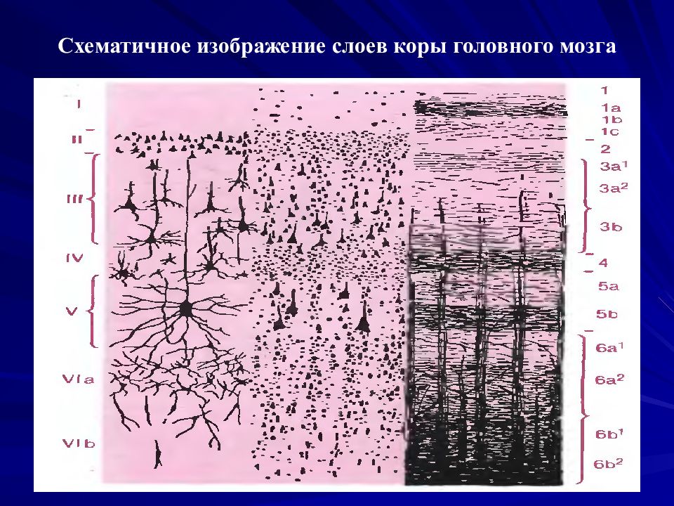 Слои нейронов головного мозга