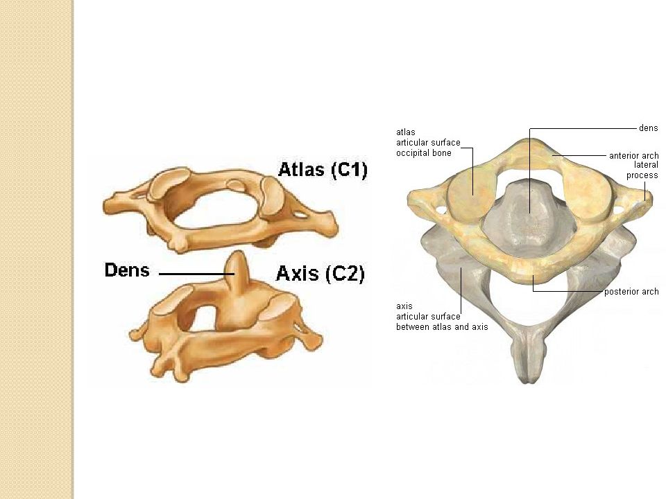 Сделайте анализ терминов по тэ osteologia pathologia. Остеология анатомия. Остеология привес. Основы остеологии. Apophysis Остеология.