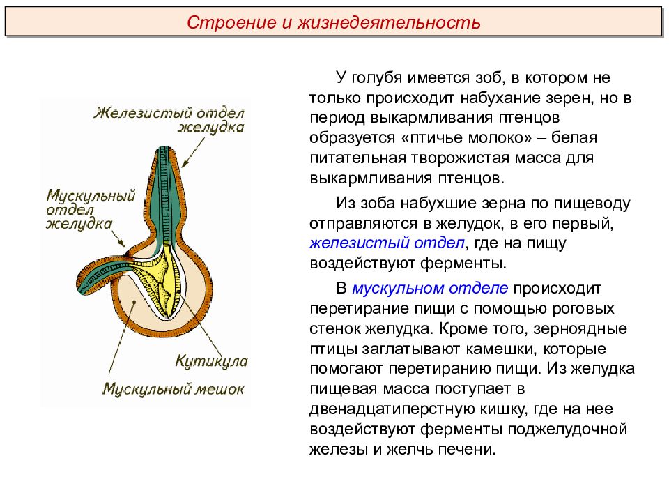 Нервная система человека презентация пименов