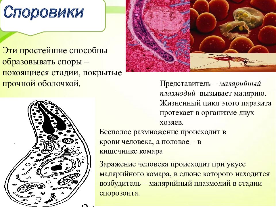 Малярийный плазмодий способ заражения