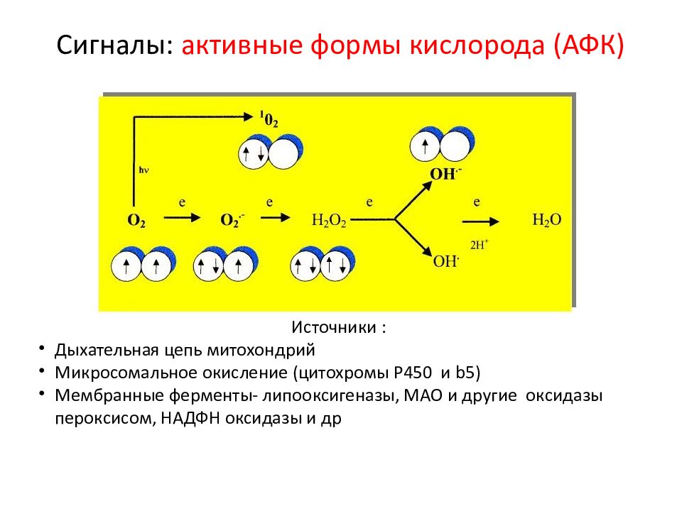 Активные формы кислорода