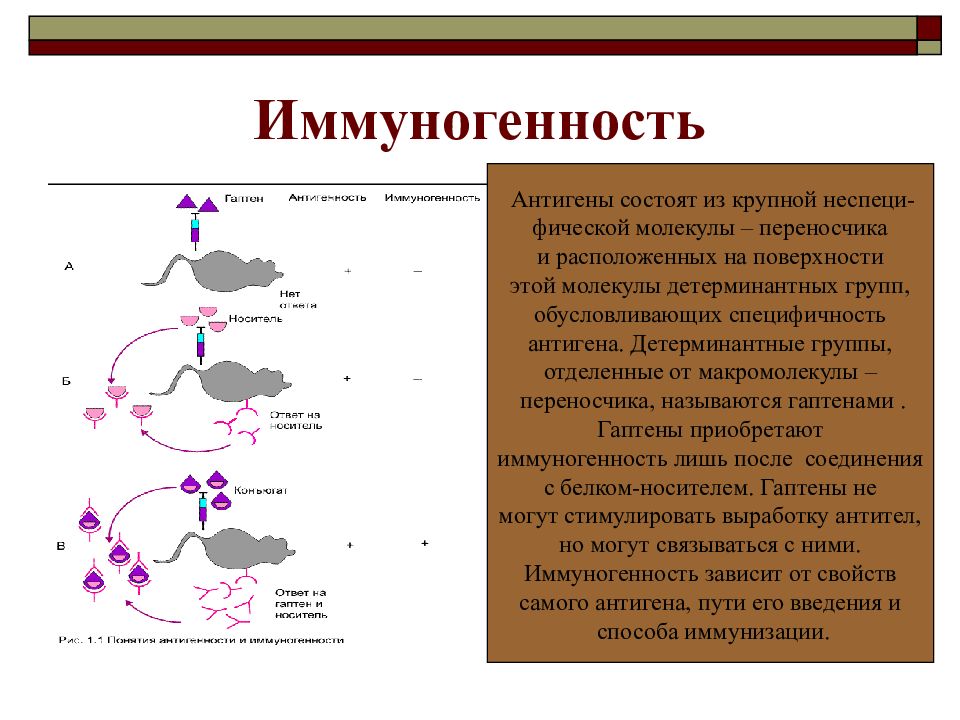 Иммунология это. Иммуногенность антигенов заключается. Антигенность и иммуногенность антигена определяется. Детерминантные группы антигенов. Иммуногенность и специфичность антигенов.