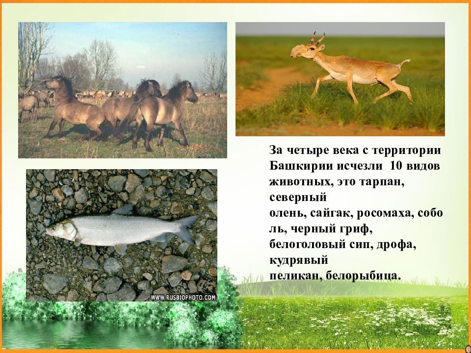 Красная книга республики башкортостан презентация