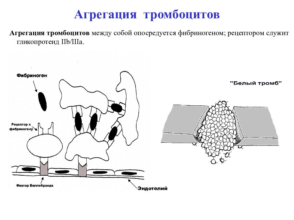 Агрегация это. Механизм агрегации тромбоцитов. Нарушение адгезии и агрегации тромбоцитов это. Агрегацию тромбоцитов индуцируют. Агрегация тромбоцитов с ристомицином 2%.