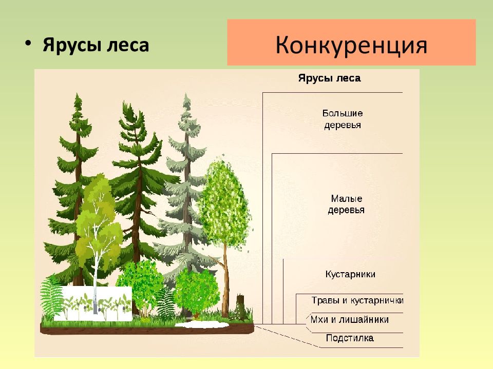 Картинка ярусы деревьев