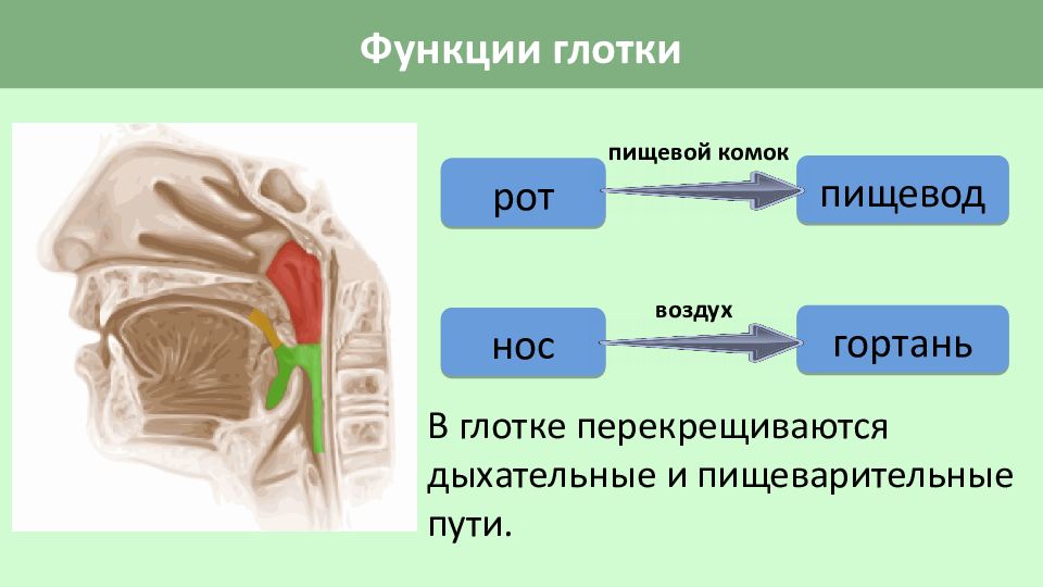 Функции глотки. Функции глотки человека в пищеварении. Схема дыхательного и пищеварительного путей. Дыхательные и пищеварительные пути перекрещиваются в.