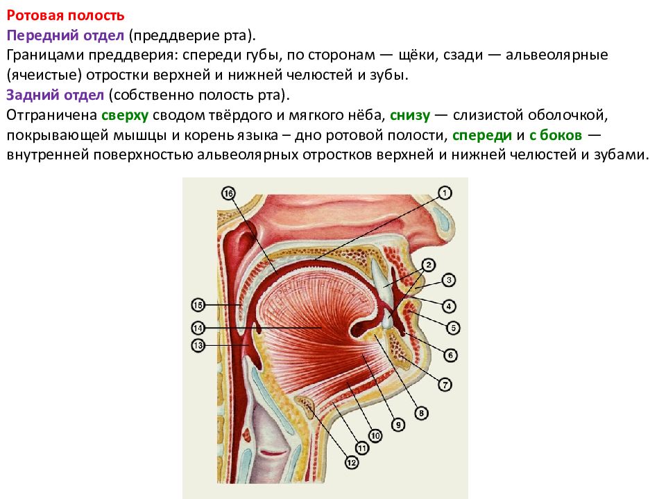 Полость отдел. Преддверие полости рта. Ротовая полостьпредверье. Преддверье ротовой полочти.